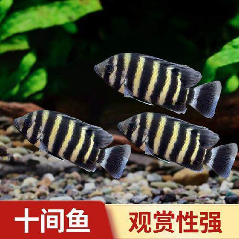 科技引领未来:十间鱼科技有限公司的创新之路